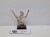 WFB WE wardancer 5ed