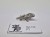 WFB lizardmen jungle swarm animals