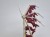 limited dracolich dragon ral partha
