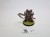 40k typhus M
