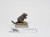 WFB Giant rat