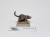 WFB Giant rat