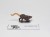 WFB Giant rat