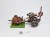 WFB orc chariot