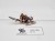 WFB skaven slave / clanrat