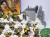 WFB używany i wybrakowany cadian battleforce + dodatkowi trooperzy