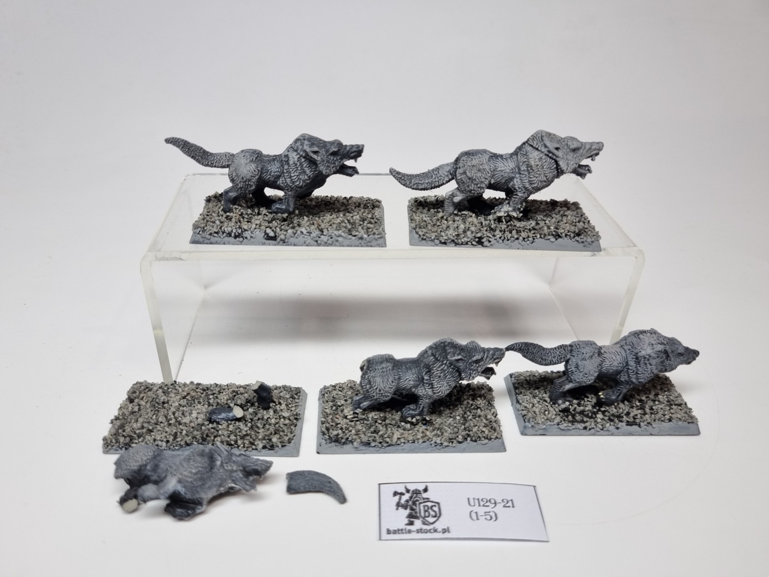 wilki / wolves