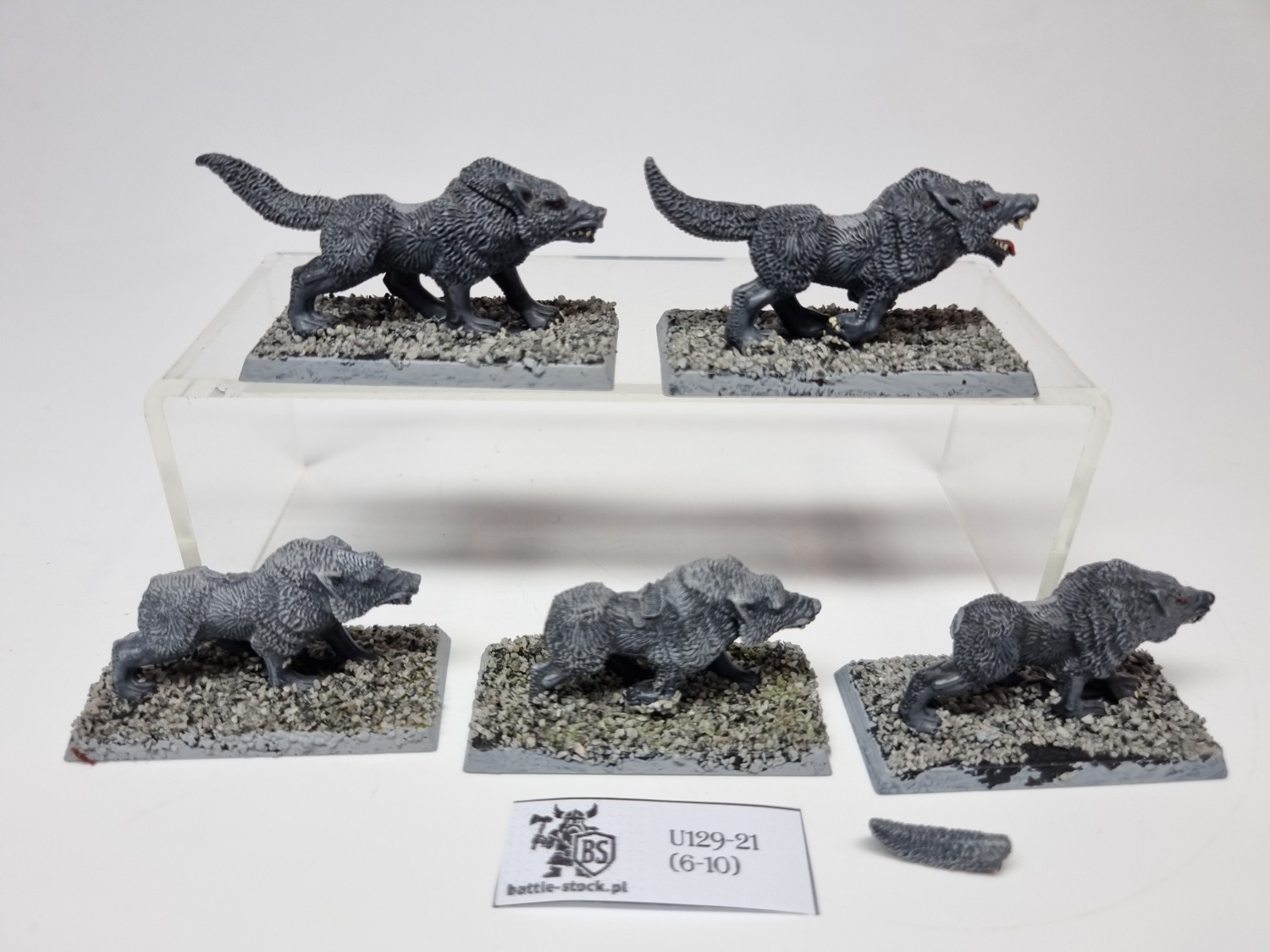 wilki / wolves