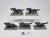 wilki / wolves