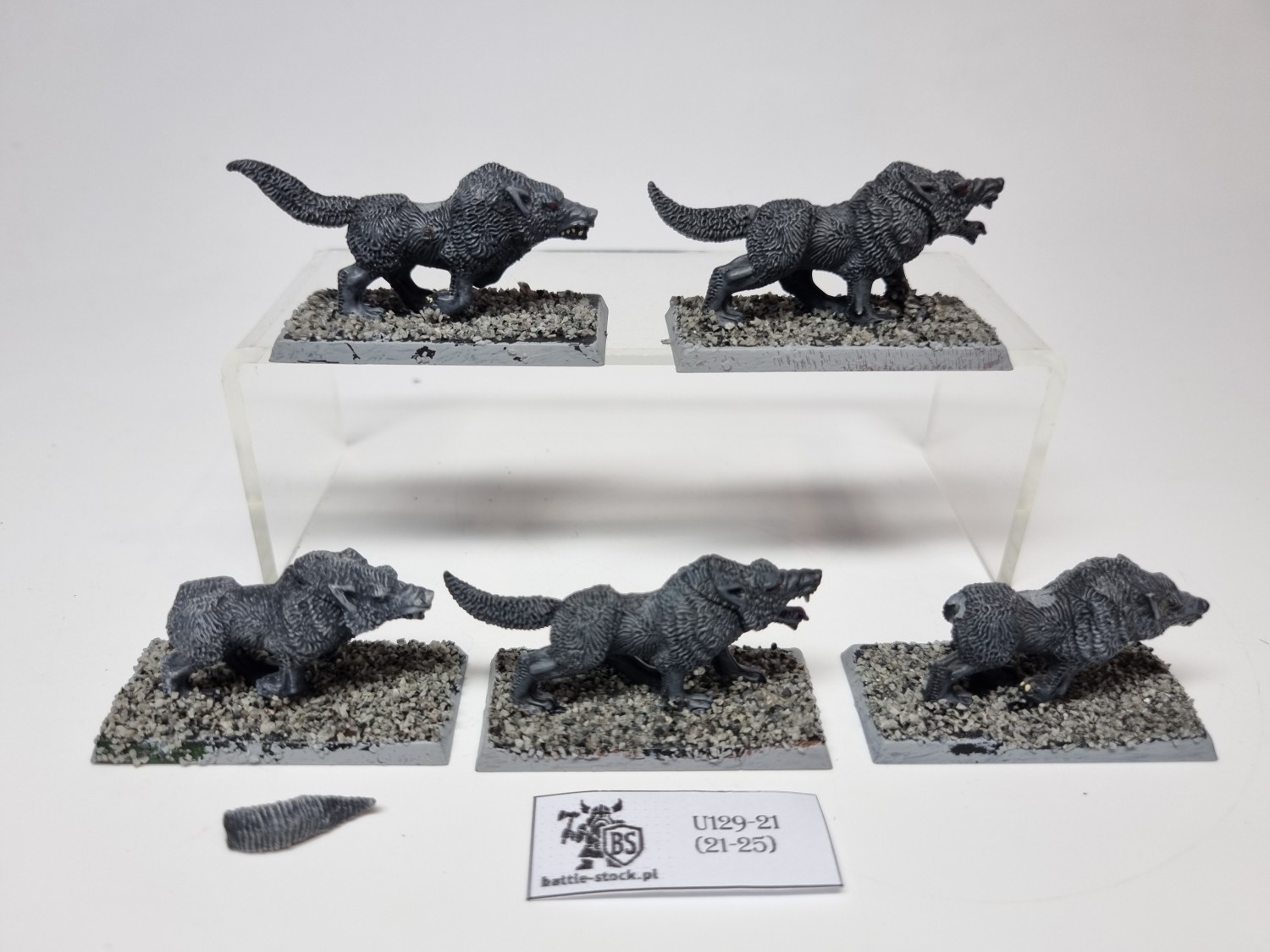 wilki / wolves