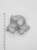Spiramirabilis miniatures Moirae