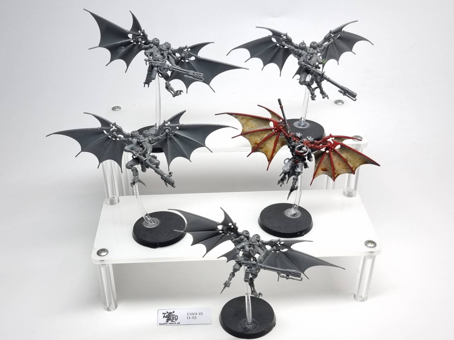 pteraxii