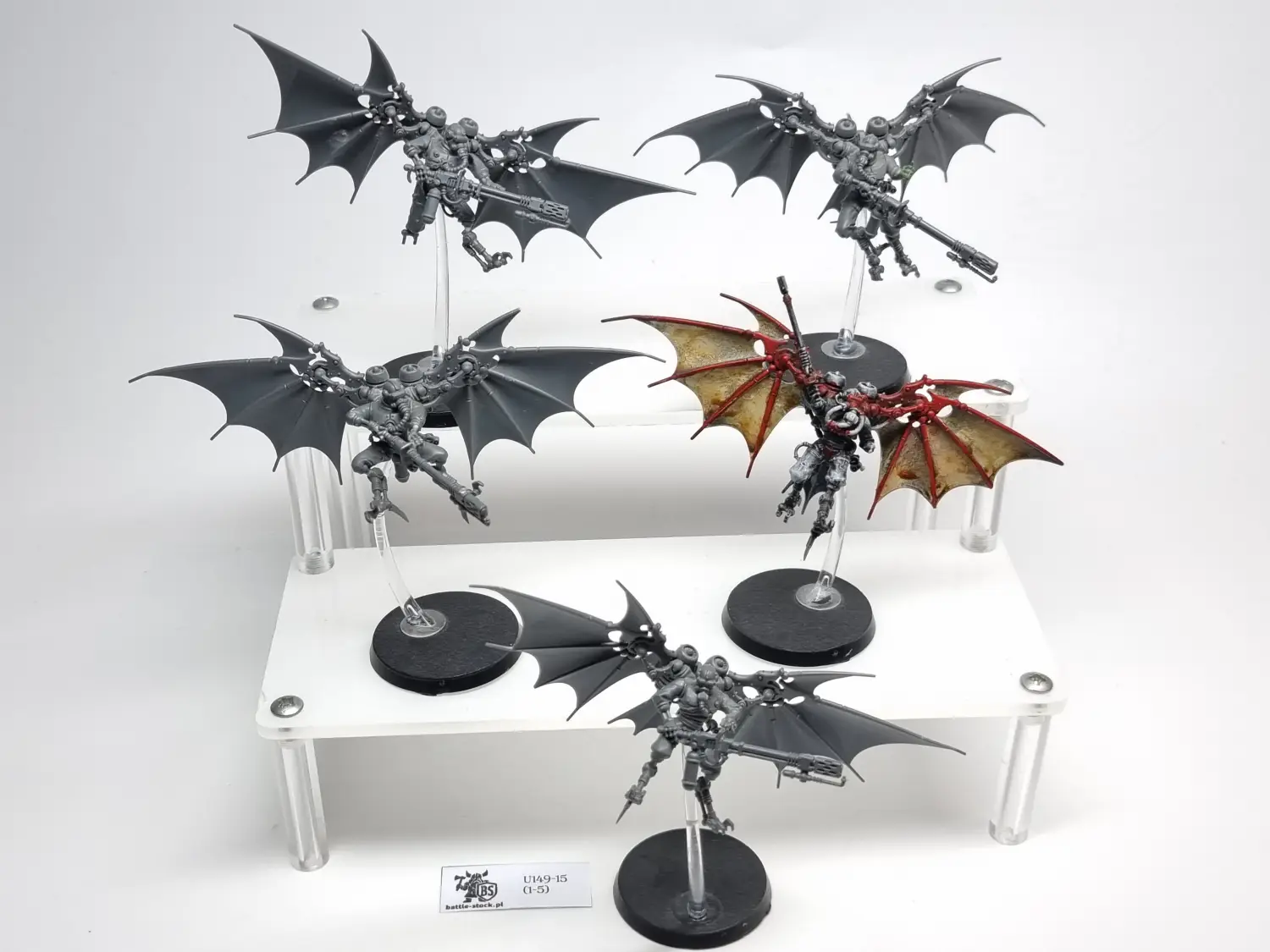 pteraxii