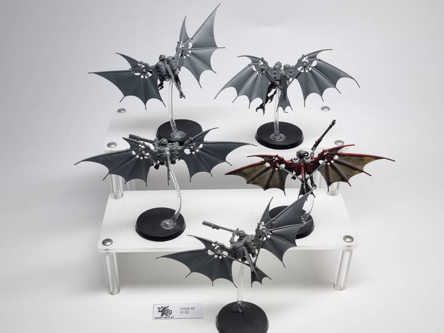 pteraxii