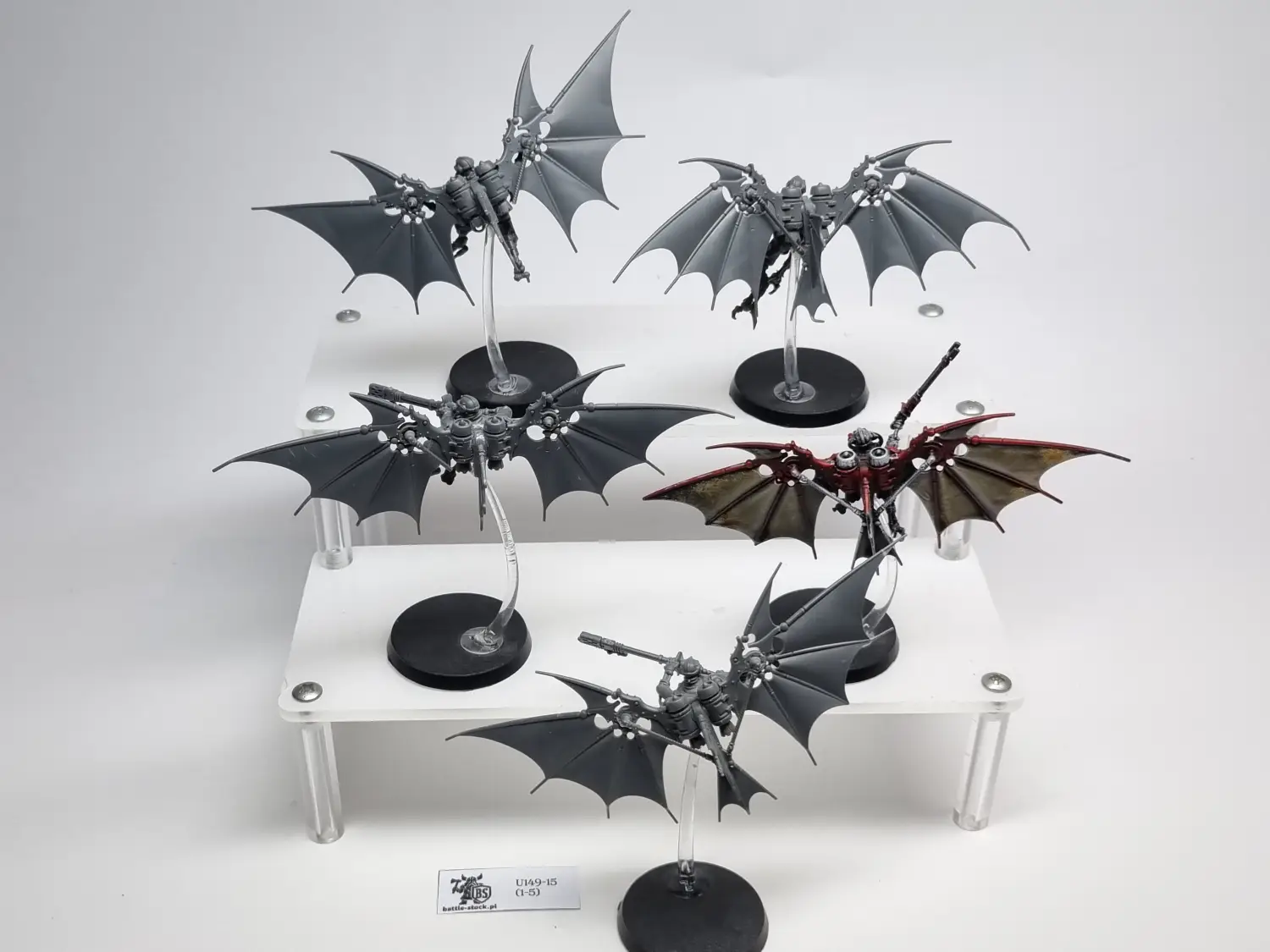 pteraxii
