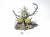 feculent gnarlmaw